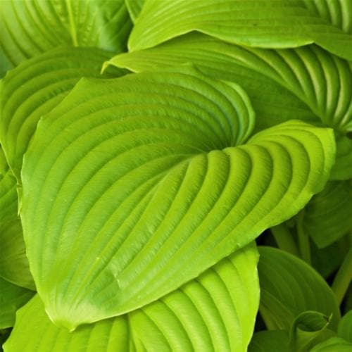 Hosta Sum and Substance