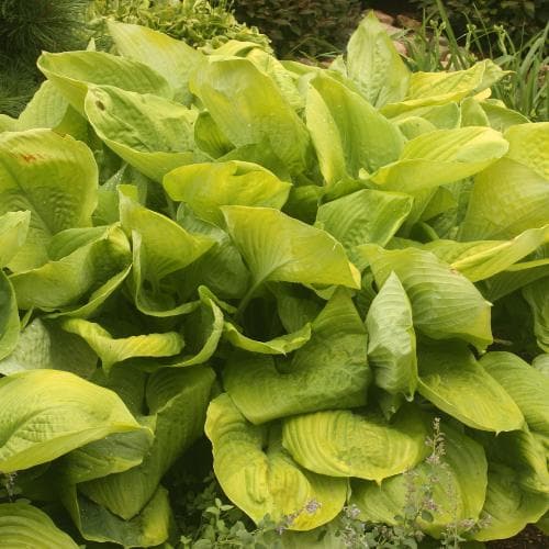 Hosta Sum and Substance