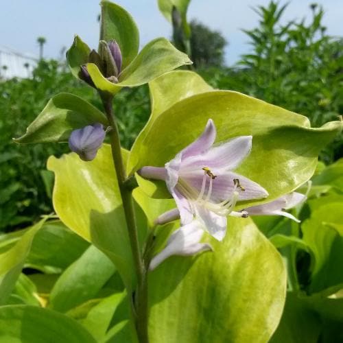 Hosta Sum and Substance