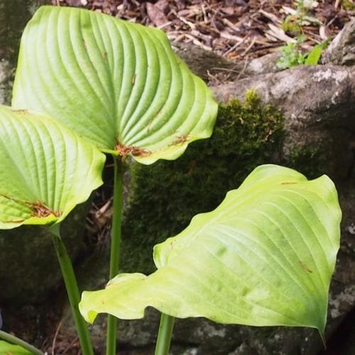Hosta Sum and Substance