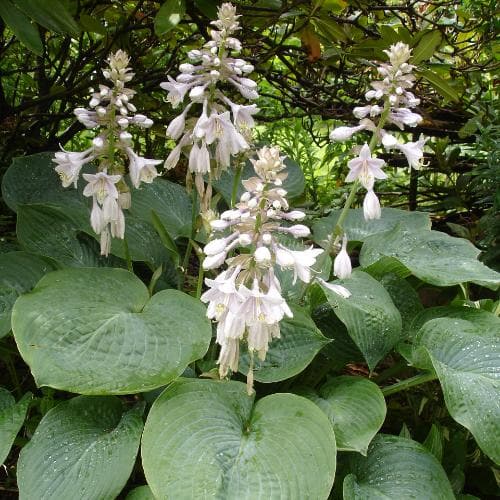 Hosta sieboldiana Elegans