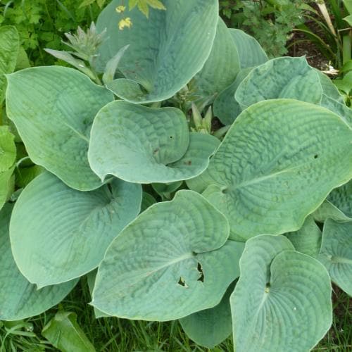 Hosta sieboldiana Elegans