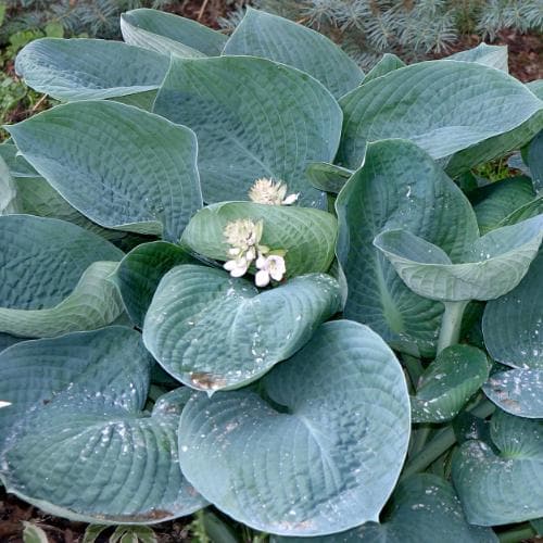 Hosta sieboldiana Elegans