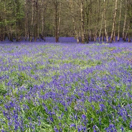 Hyacinthoides non-scripta - Bluebell - Future Forests