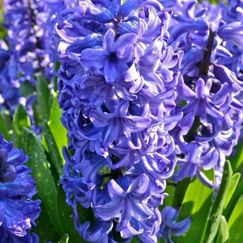 Hyacinthus orientalis Delft Blue - Future Forests