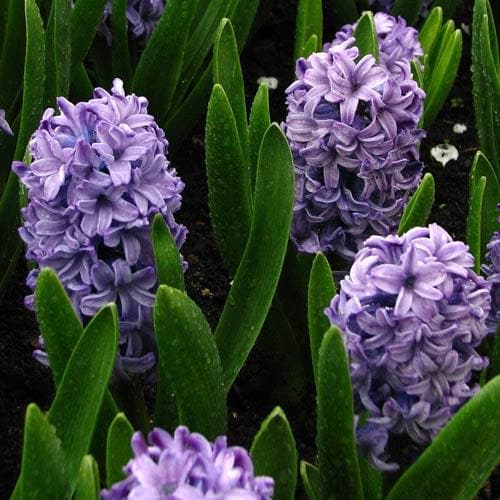 Hyacinthus orientalis Delft Blue - Future Forests