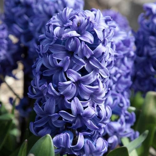 Hyacinthus orientalis Delft Blue - Future Forests