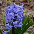 Hyacinthus orientalis Delft Blue - Future Forests