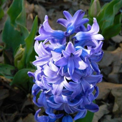 Hyacinthus orientalis Delft Blue - Future Forests