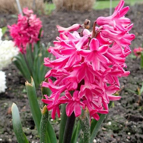 Hyacinthus orientalis Jan Bos - Future Forests