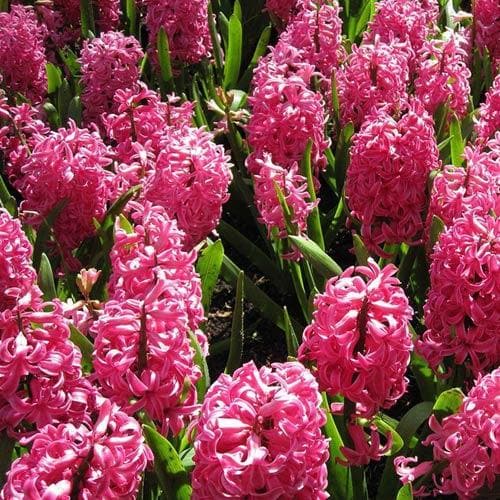 Hyacinthus orientalis Jan Bos - Future Forests