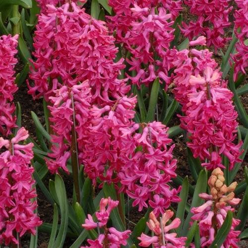 Hyacinthus orientalis Jan Bos - Future Forests