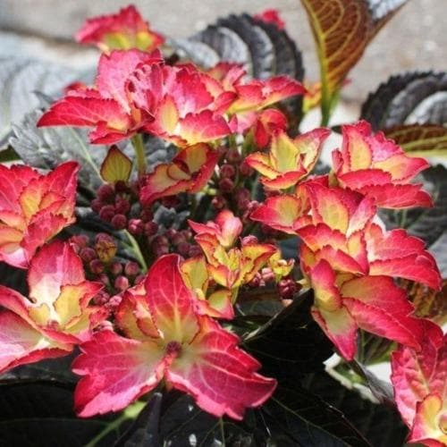 Hydrangea macrophylla Dark Angel