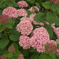 Hydrangea arborescens Pink Annabelle