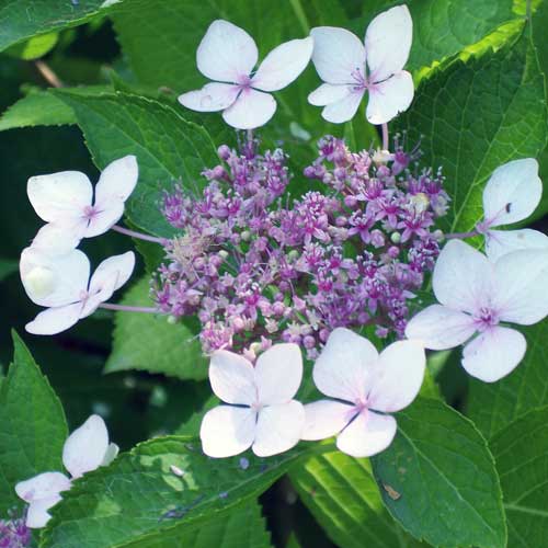 Hydrangea serrata Bluebird