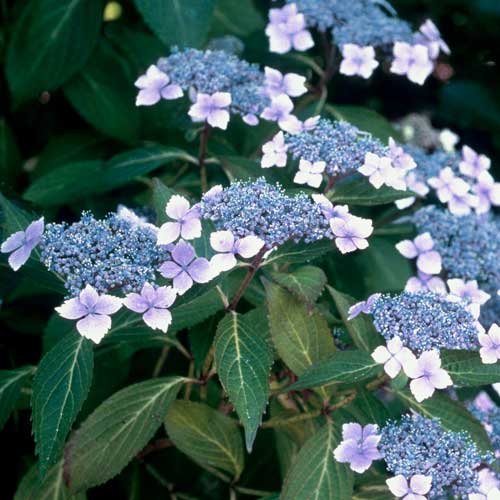 Hydrangea serrata Bluebird