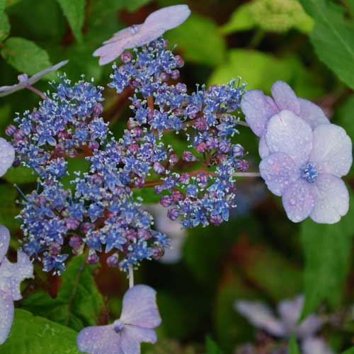 Hydrangea serrata Bluebird