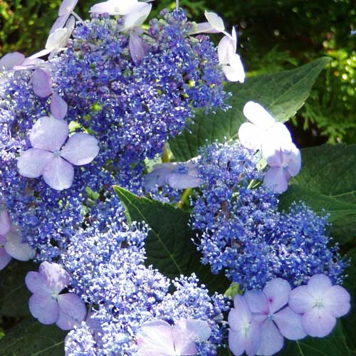 Hydrangea serrata Bluebird