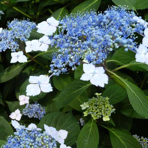 Hydrangea serrata Bluebird