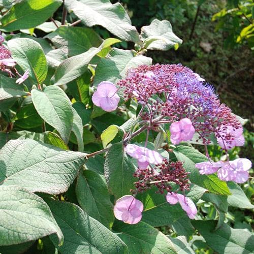 Hydrangea aspera Anthony Bullivant