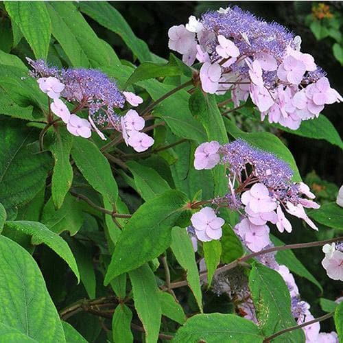 Hydrangea aspera Anthony Bullivant