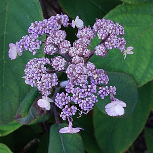 Hydrangea aspera Anthony Bullivant