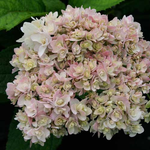 Hydrangea involucrata Yokudanka