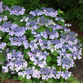 Hydrangea macrophylla Mariesii Perfecta (Blue Wave)