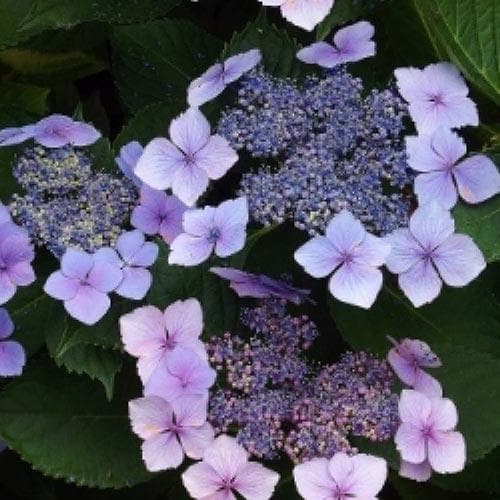 Hydrangea macrophylla Mariesii Perfecta (Blue Wave)