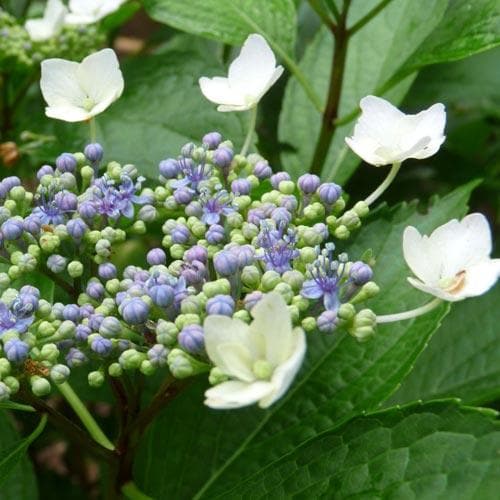 Hydrangea macrophylla Mariesii Perfecta (Blue Wave)