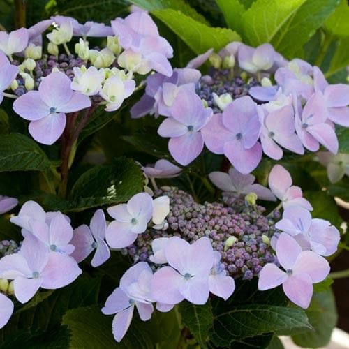 Hydrangea macrophylla Mariesii Perfecta (Blue Wave)