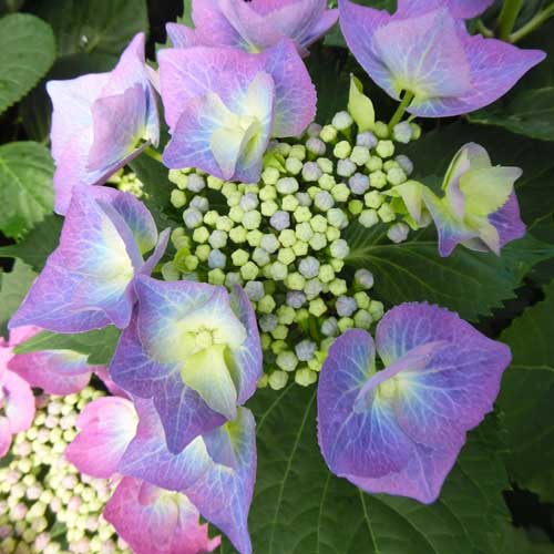 Hydrangea macrophylla Blaumeise (Bluetit)