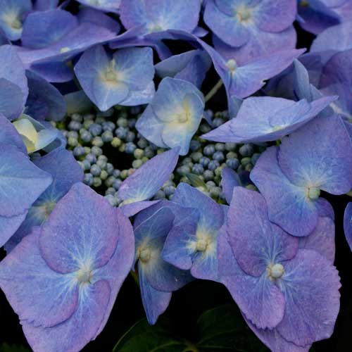 Hydrangea macrophylla Blaumeise (Bluetit)