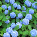 Hydrangea macrophylla Nikko Blue