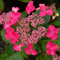 Hydrangea macrophylla Selina