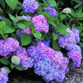 Hydrangea macrophylla Renate Steiniger - Future Forests