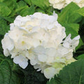 Hydrangea macrophylla Shakira®