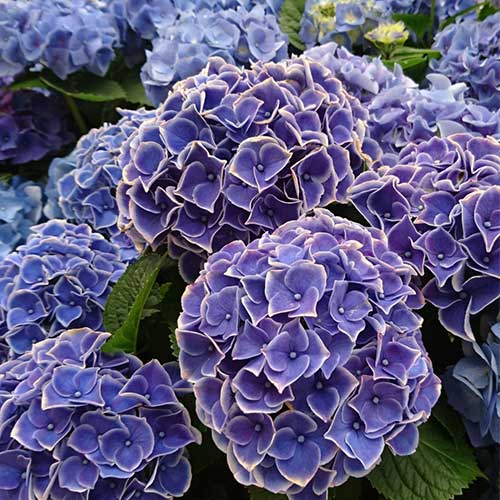 Hydrangea macrophylla Tivoli