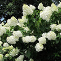 Hydrangea paniculata Grandiflora