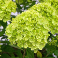 Hydrangea paniculata Little Lime®