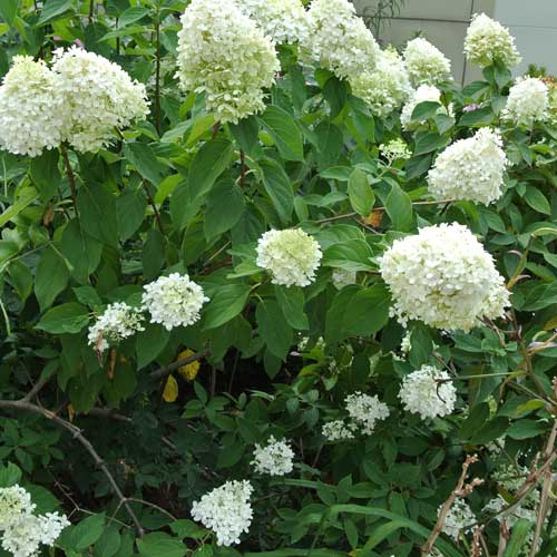 Hydrangea paniculata Limelight®