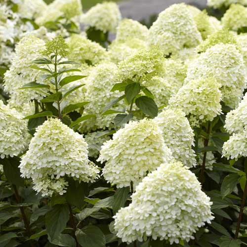 Hydrangea paniculata Limelight®