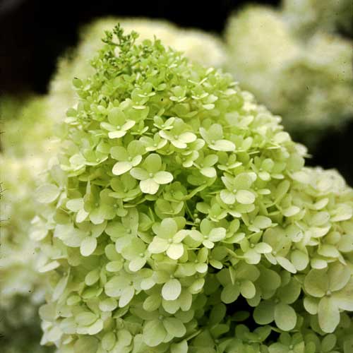 Hydrangea paniculata Limelight®