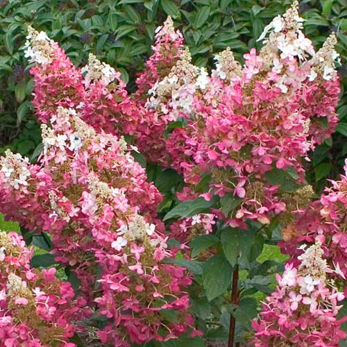 Hydrangea paniculata Pinky Winky