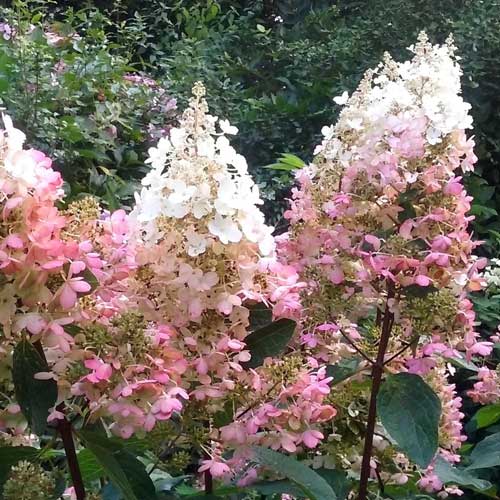 Hydrangea paniculata Pinky Winky