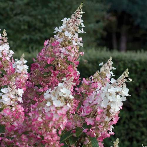 Hydrangea paniculata Pinky Winky