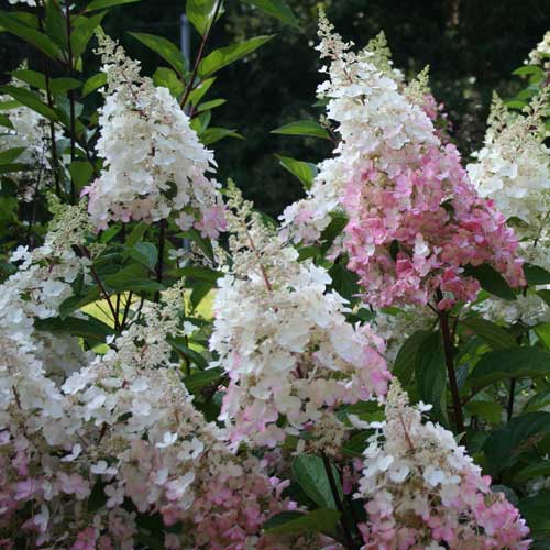 Hydrangea paniculata Pinky Winky