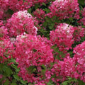 Hydrangea paniculata Diamant Rouge - Future Forests