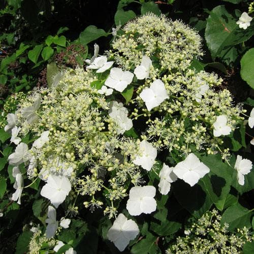 Hydrangea petiolaris - Future Forests