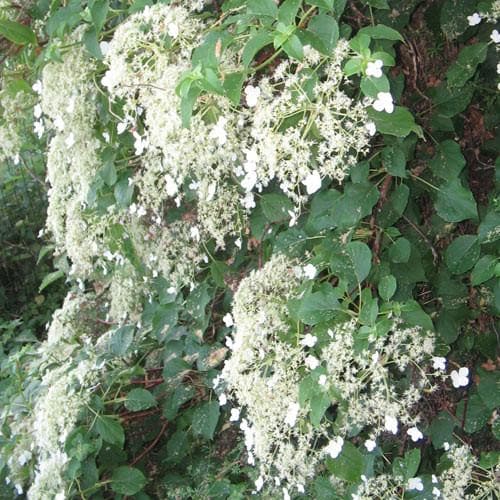 Hydrangea petiolaris - Future Forests